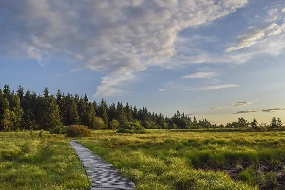 A wooden boardwalk winding across a green moor towards spruce trees under a soft evening sky