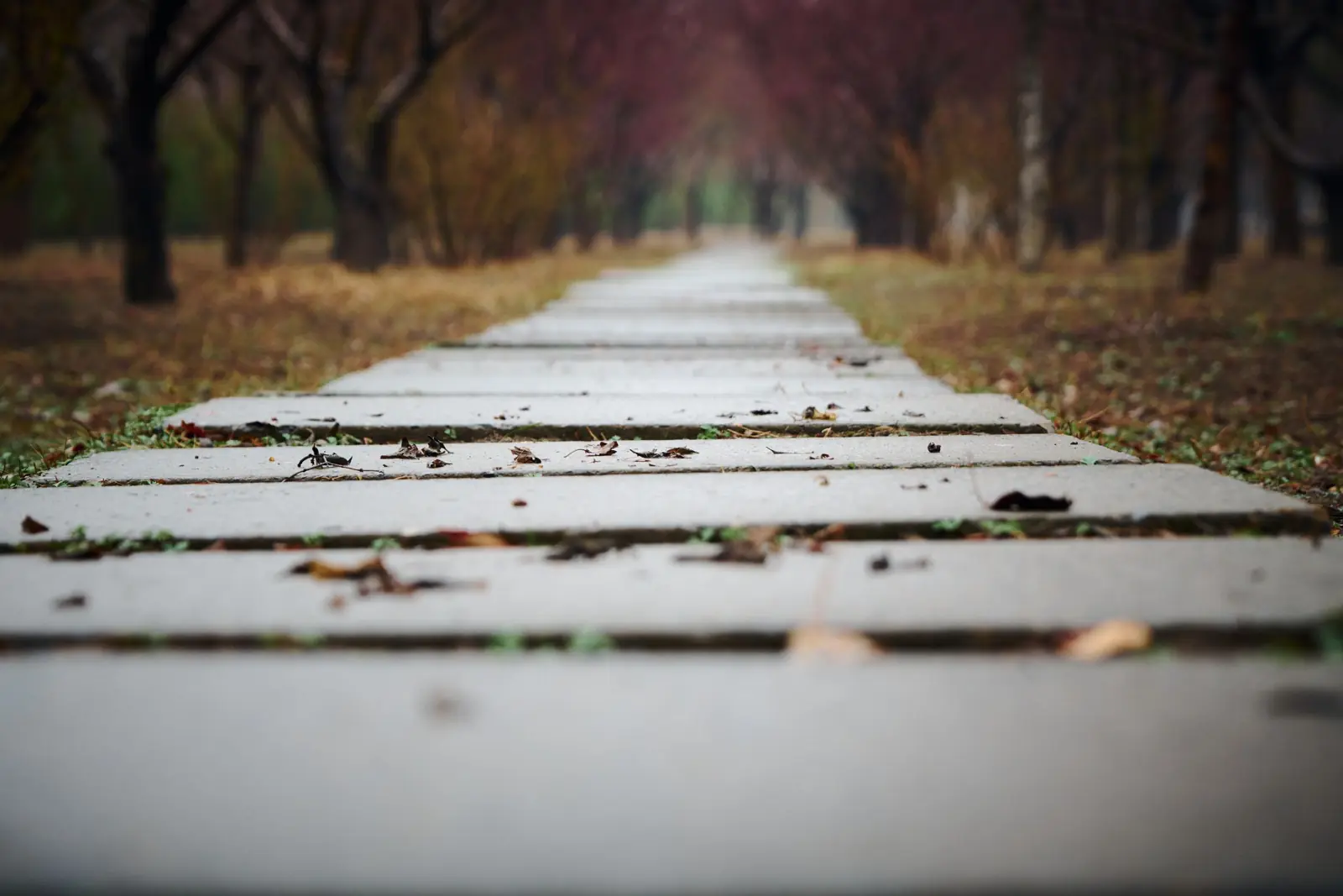 A paved path scattered with fallen leaves, receding under a row of autumn trees